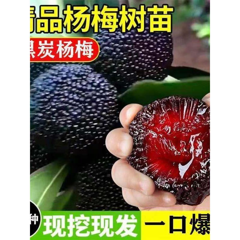 正宗嫁接杨梅树苗仙居东魁黑炭杨梅苗早熟杨梅苗带土南方北方种植