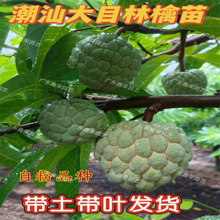 潮汕本地大目林檎苗释迦果苗番荔枝树苗佛头果盆栽果树苗带土带叶