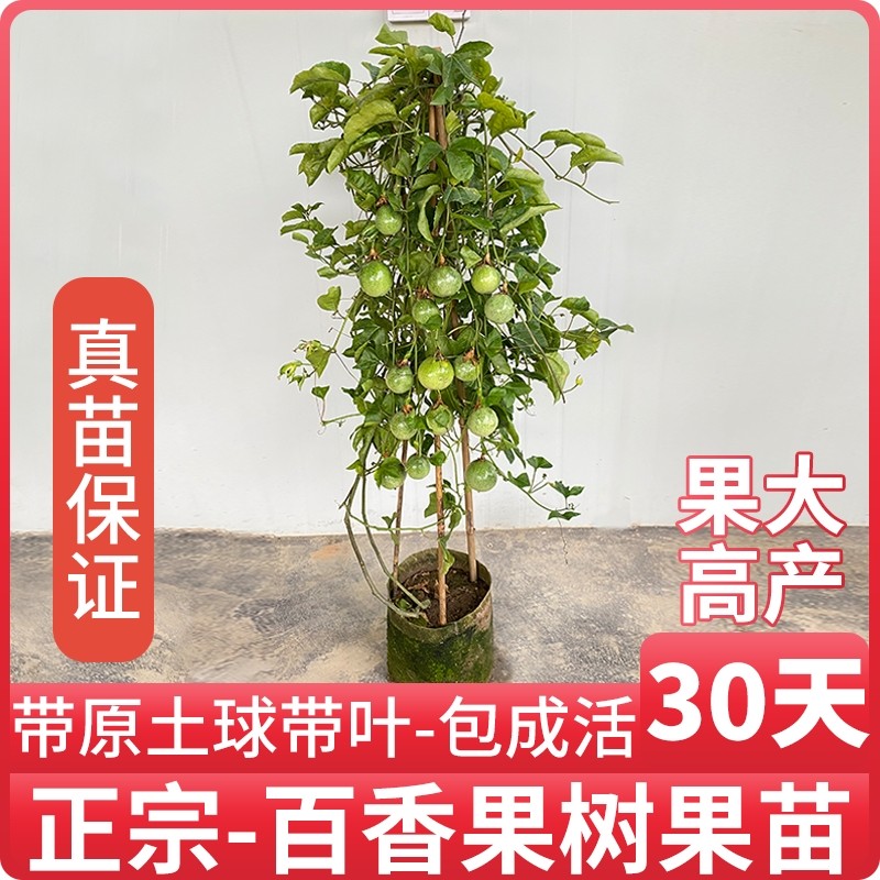 钦蜜9号黄金百香果树果苗四季不断结果盆栽带果特大爬藤种植水果