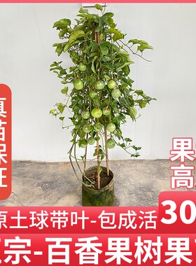 钦蜜9号黄金百香果树果苗四季不断结果盆栽带果特大爬藤种植水果