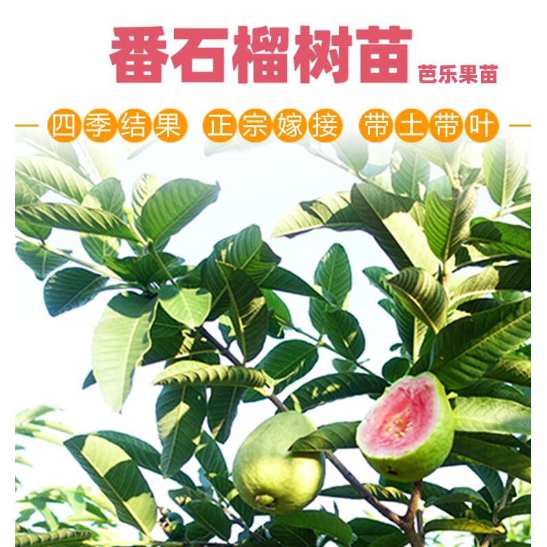 正宗脆甜白心芭乐番石榴红心爽口芭乐番石榴苗四季可盆栽地种