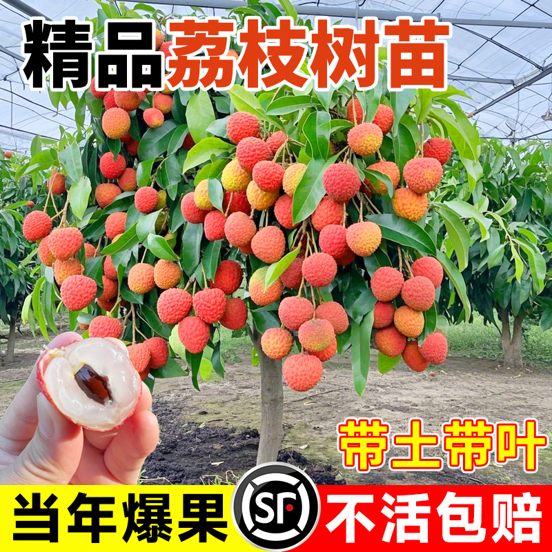 荔枝树苗无核桂味果树苗盆栽妃子笑种植室外南北方特大苗当年结果