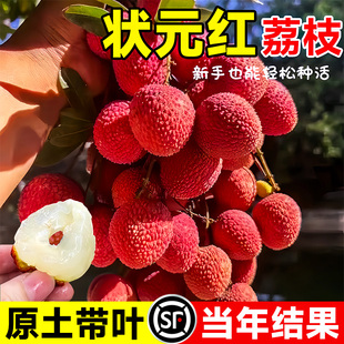 状元红荔枝苗树新品种仙桃糯米滋无核果树盆栽地载南北方当年结果