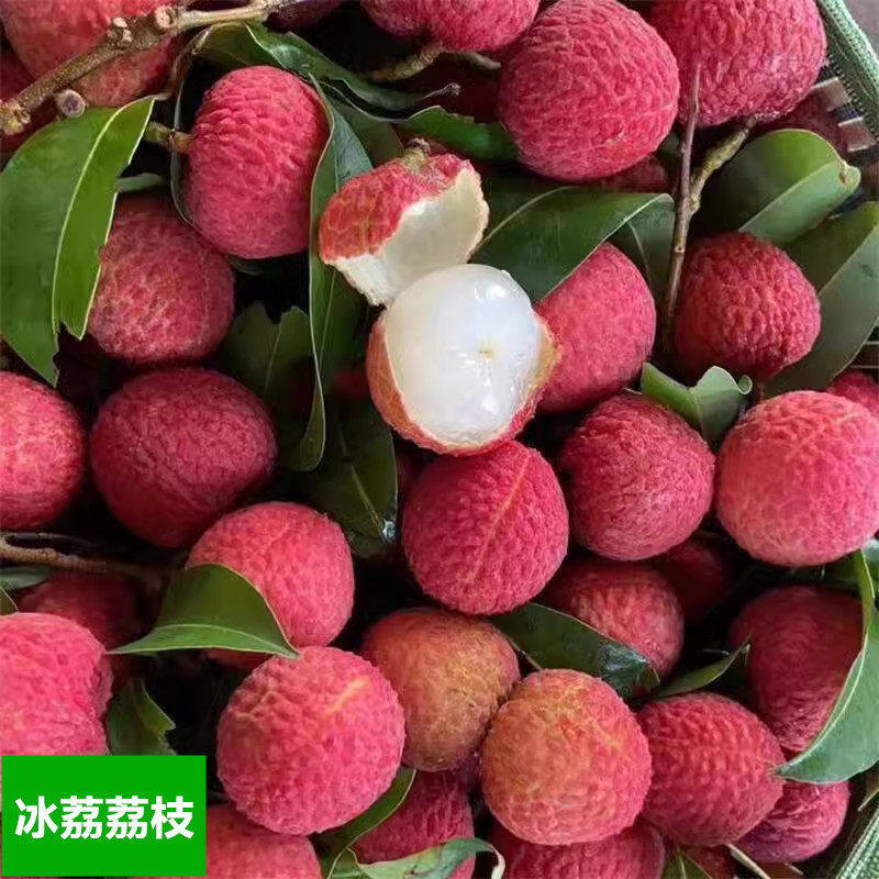 荔枝苗冰荔枝妃子笑仙进奉荔枝树苗优良品种甜美带土带叶14年淘宝
