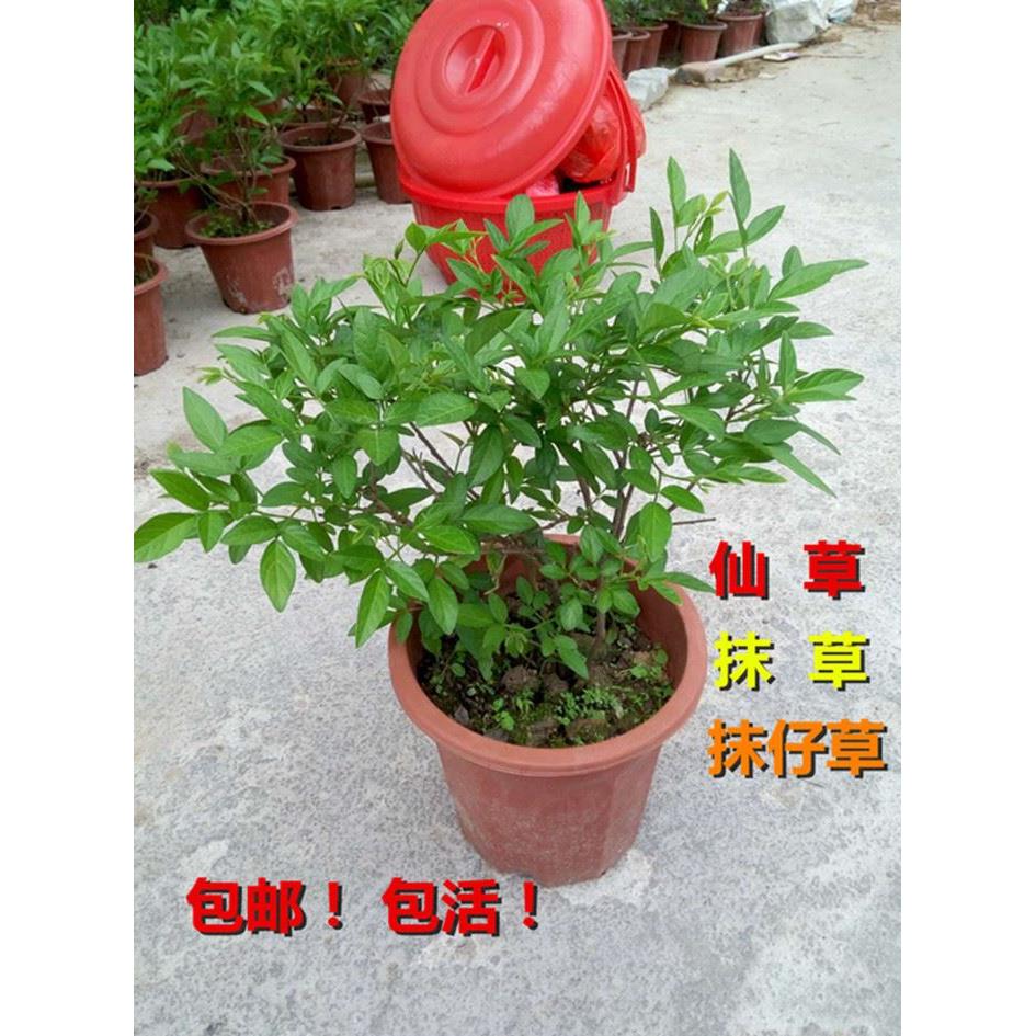潮汕仙草苗抹草 春草苗仙草红花石榴花阳台四季盆栽绿植喜庆植物