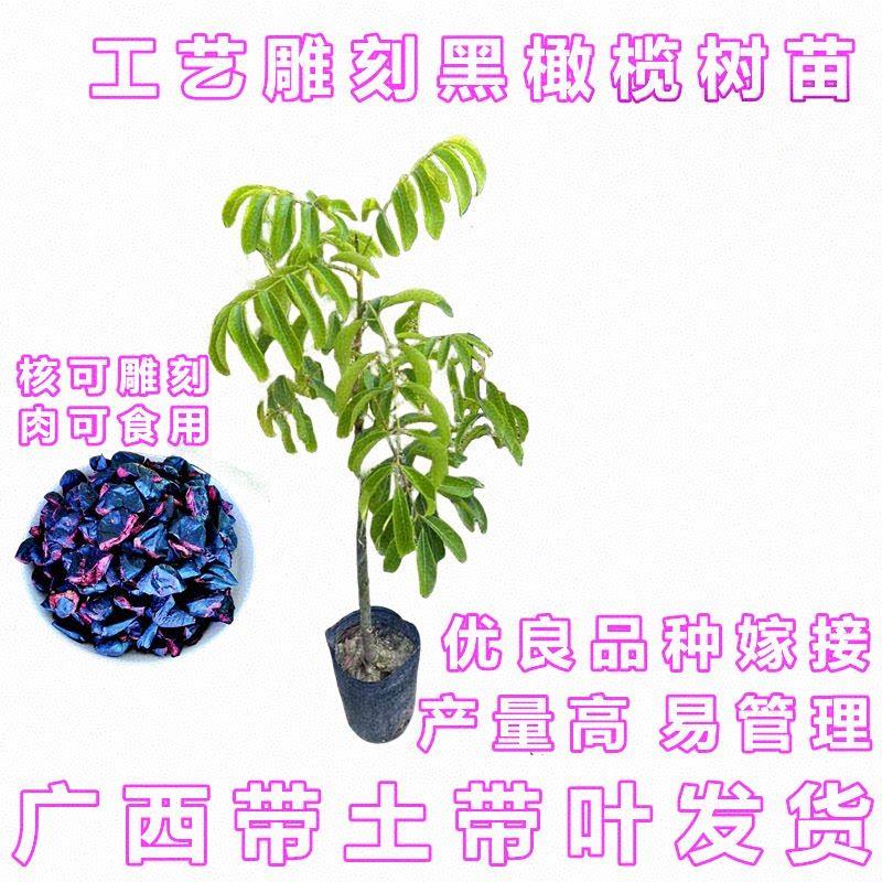 黑橄榄苗乌橄榄嫁接工艺橄榄树苗南方庭院盆地栽带土带叶当年结果