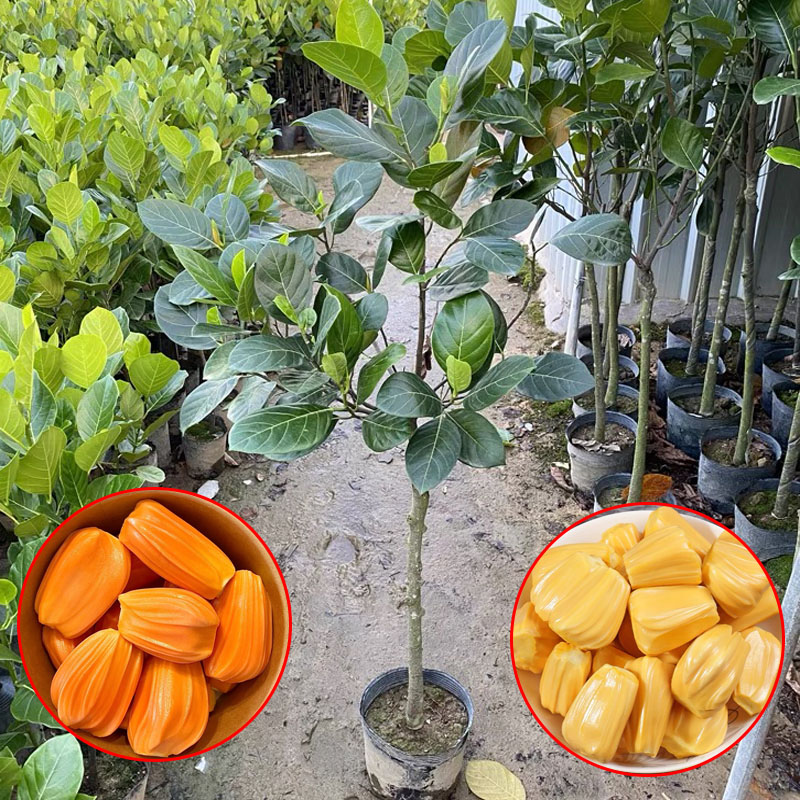 泰八红肉菠萝蜜果树苗嫁接菠萝蜜苗四季庭院特大马来西亚泰8干苞