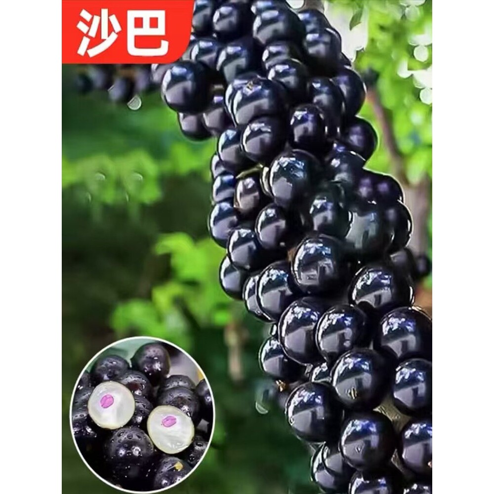 树葡萄苗果树嘉宝果苗正宗沙巴加宝果南北方四季庭院阳台当年结果