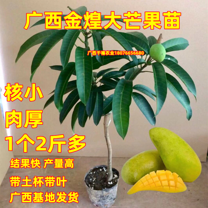 广西芒果树苗金煌芒果苗一个3斤特大芒果树苗庭院阳台盆栽常绿