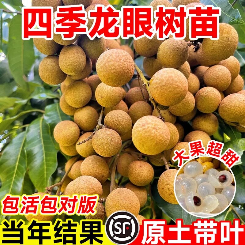 四季龙眼树苖嫁接盆栽树苗储良桂圆石硖南方四季种植地栽当年结果