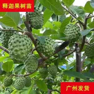 农科院释迦果苗南方种植台湾凤梨黄龙番荔枝佛头果树苗盆地栽种植