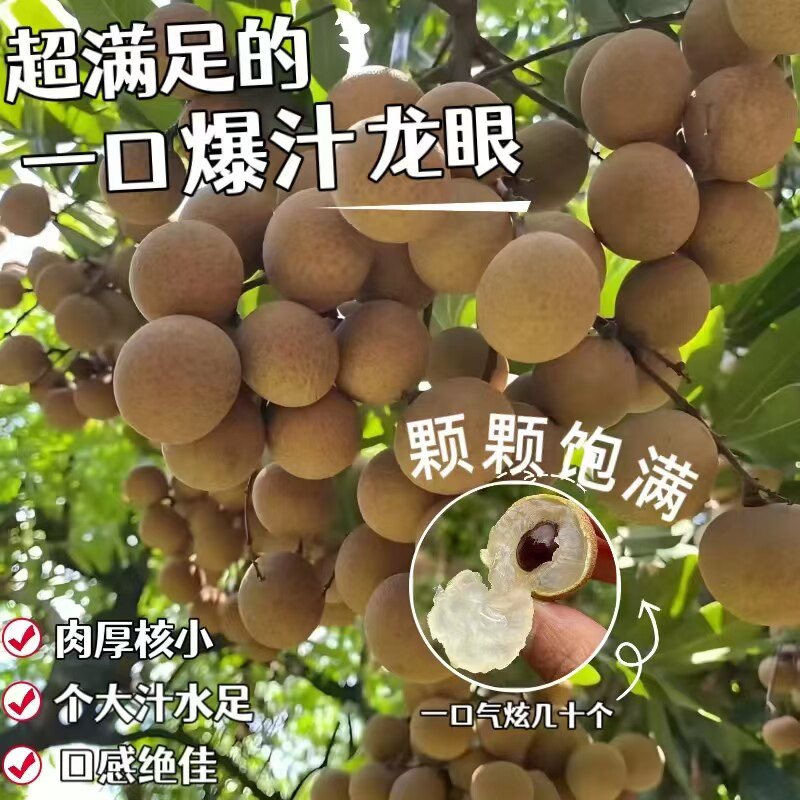 正宗嫁接龙眼果树苗石硖储良四季桂圆龙眼树苗庭院盆栽地栽绿化苗
