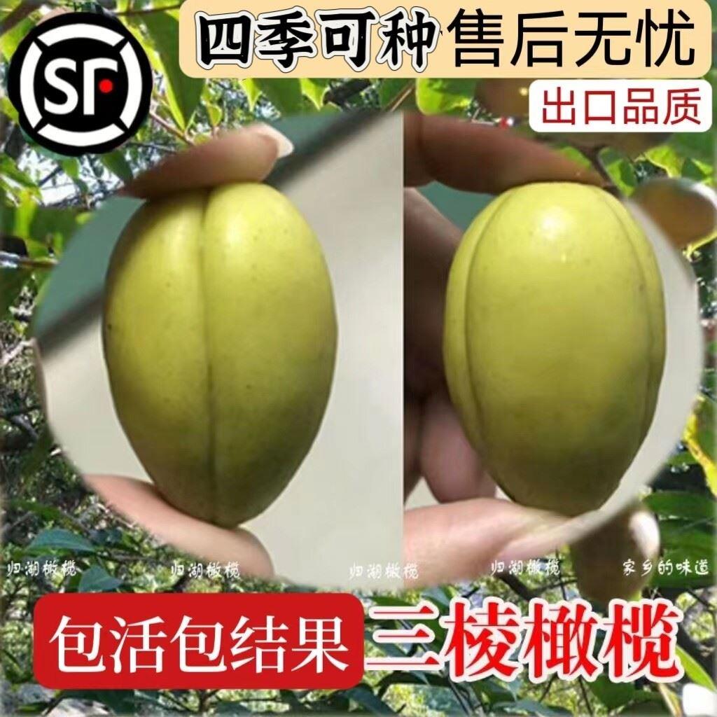 正宗潮汕金灶橄榄树苗甜青橄榄金玉三捻橄榄苗带营养土杯带叶发货