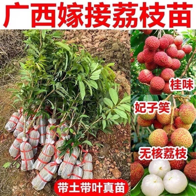 正品广西荔枝树苗 桂味 无核 仙进奉 妃子笑 冰荔 各种荔枝树苗