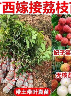 正品广西荔枝树苗 桂味 无核 仙进奉 妃子笑 冰荔 各种荔枝树苗