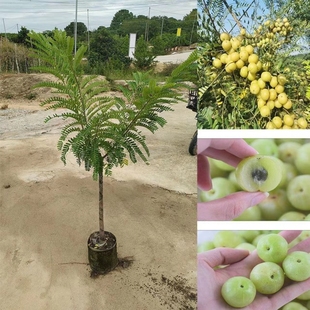 正宗特大甜油甘果苗水果树苗余甘子牛甘子苗嫁接油柑果树苗