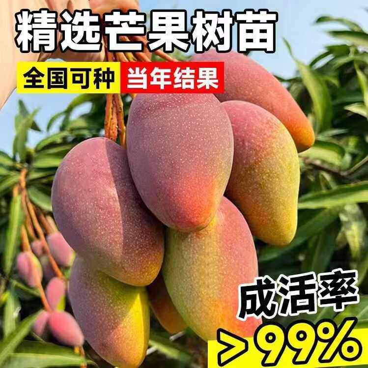 芒果树苗嫁接金煌芒四季芒果树苖红贵妃当年结果庭院阳台盆栽好养