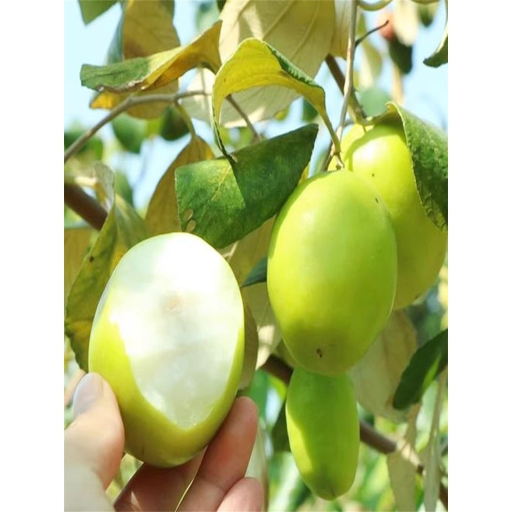 特大枣树活苗台湾青枣树果苗牛奶苹果枣苗树苗枣树盆栽大树果苗