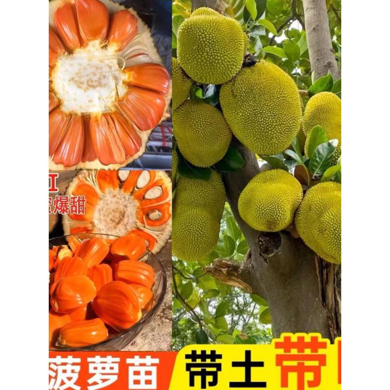 广东正宗嫁接四季黄肉菠萝蜜果树苗南方红肉干苞菠萝蜜果树苗带土