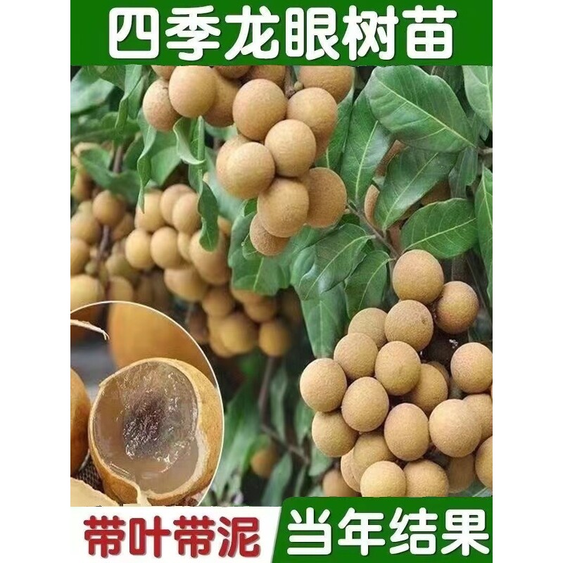 龙眼树苖嫁接盆栽水果树苗储良桂圆石硖南方当年种植地栽当年结果