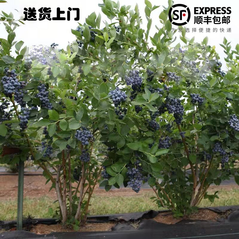 特大蓝莓果树果苗南方北方庭院别墅种植蓝丰绿宝石盆栽地栽