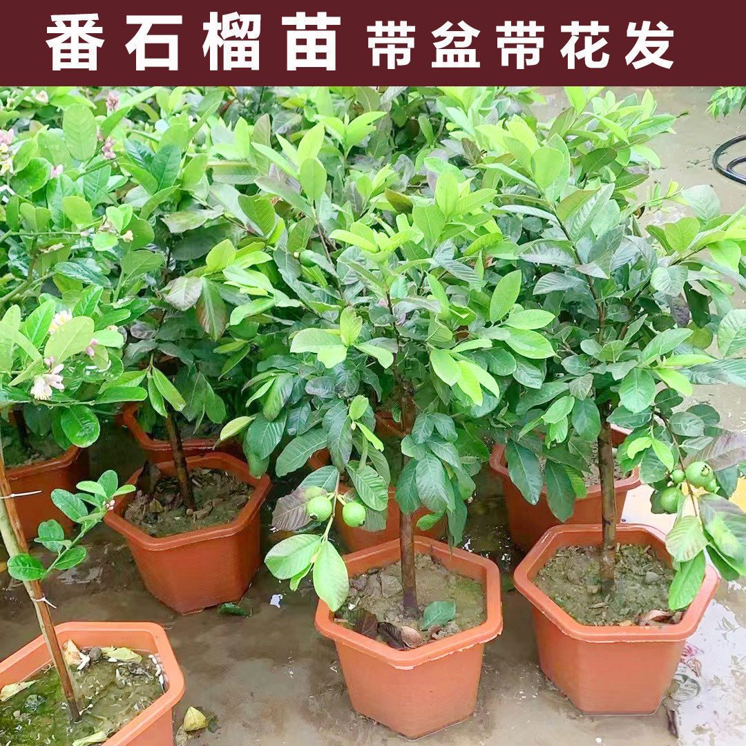 番石榴树果苗带花带果珍珠白芭乐大苗四季结果阳台庭院盆栽果树苗