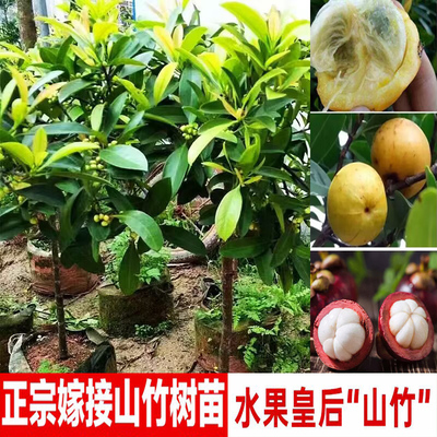 正宗泰国山竹树苗黄金岭南红肉无籽山竹树苗地栽当年结果南北种植