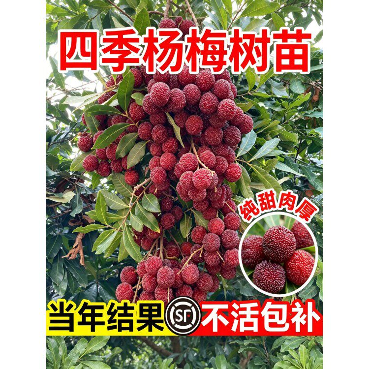 正宗东魁杨梅苗杨梅树苗梅树东槐带土球早熟种植结果带土仙居北方