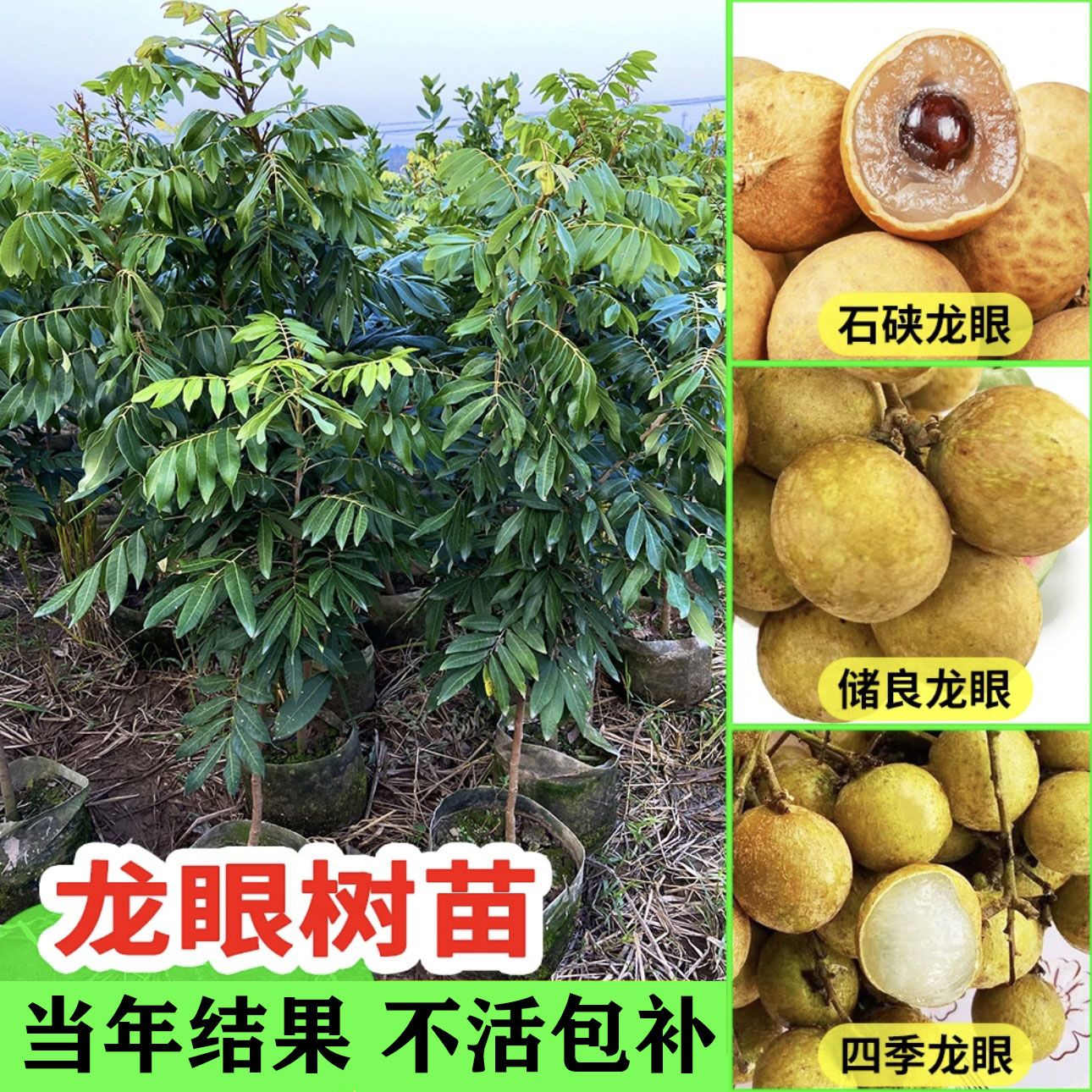龙眼苗石硖龙眼苗储良龙眼苗桂圆嫁接树苗四季龙眼果树苗当年结果
