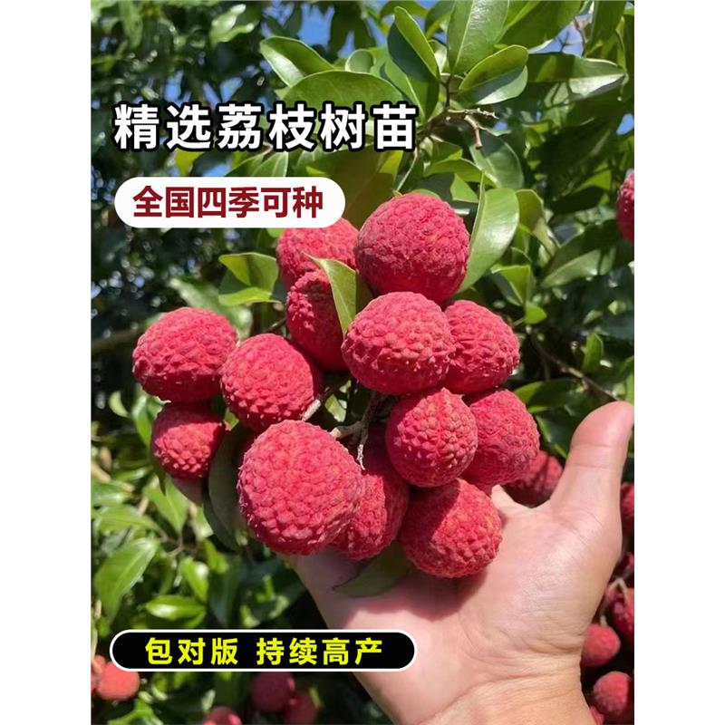 增城挂绿荔枝树苗嫁接无核桂味冰荔枝王苗南北方种植当年结果树苗