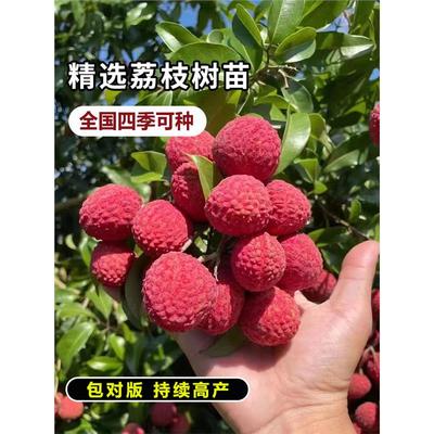 增城挂绿荔枝树苗嫁接无核桂味冰荔枝王苗南北方种植当年结果树苗