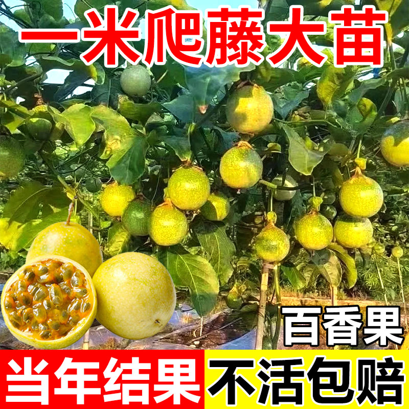 特大百香果树苗钦蜜9号黄金百香果树广西嫁接苗四季盆栽不断结果图片
