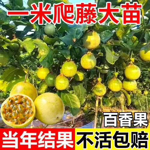 特大百香果树苗钦蜜9号黄金百香果树广西嫁接苗四季盆栽不断结果