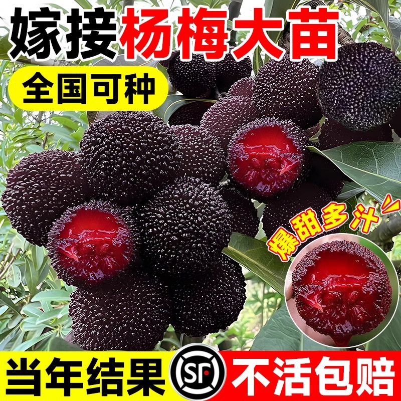 正宗嫁接东魁杨梅树树苗杨梅苗南北方种植地栽果树苗当年结果特大