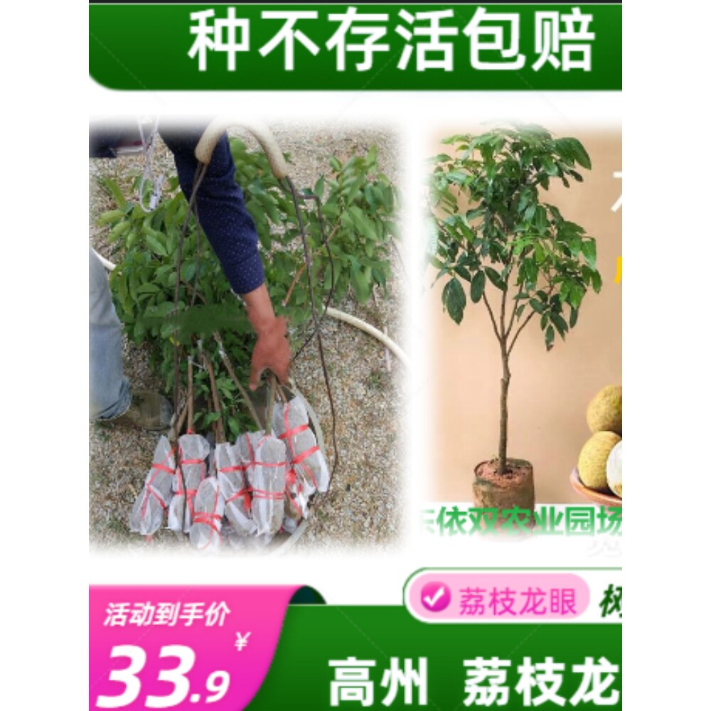 广东高州储良龙眼果树苗储良龙眼成活率高广东龙眼3年苗圆苗南方