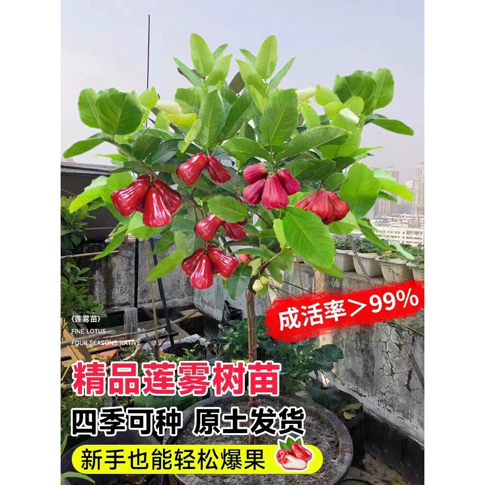 莲雾树苗嫁接台湾黑糖芭比黑金刚四季新品种南方果苗庭院地栽带土