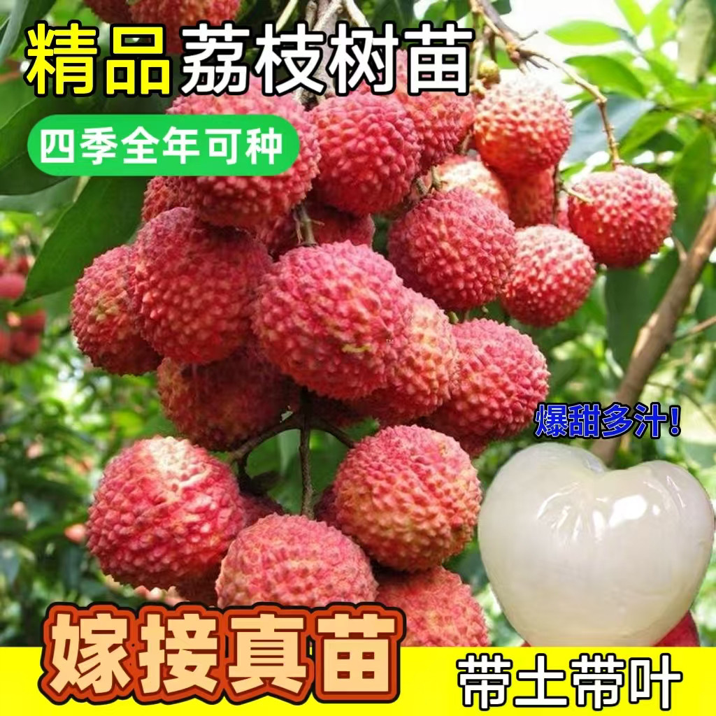 荔枝树苖无核桂味果树盆栽妃子笑水果树苗仙进奉嫁接果苗当年结果