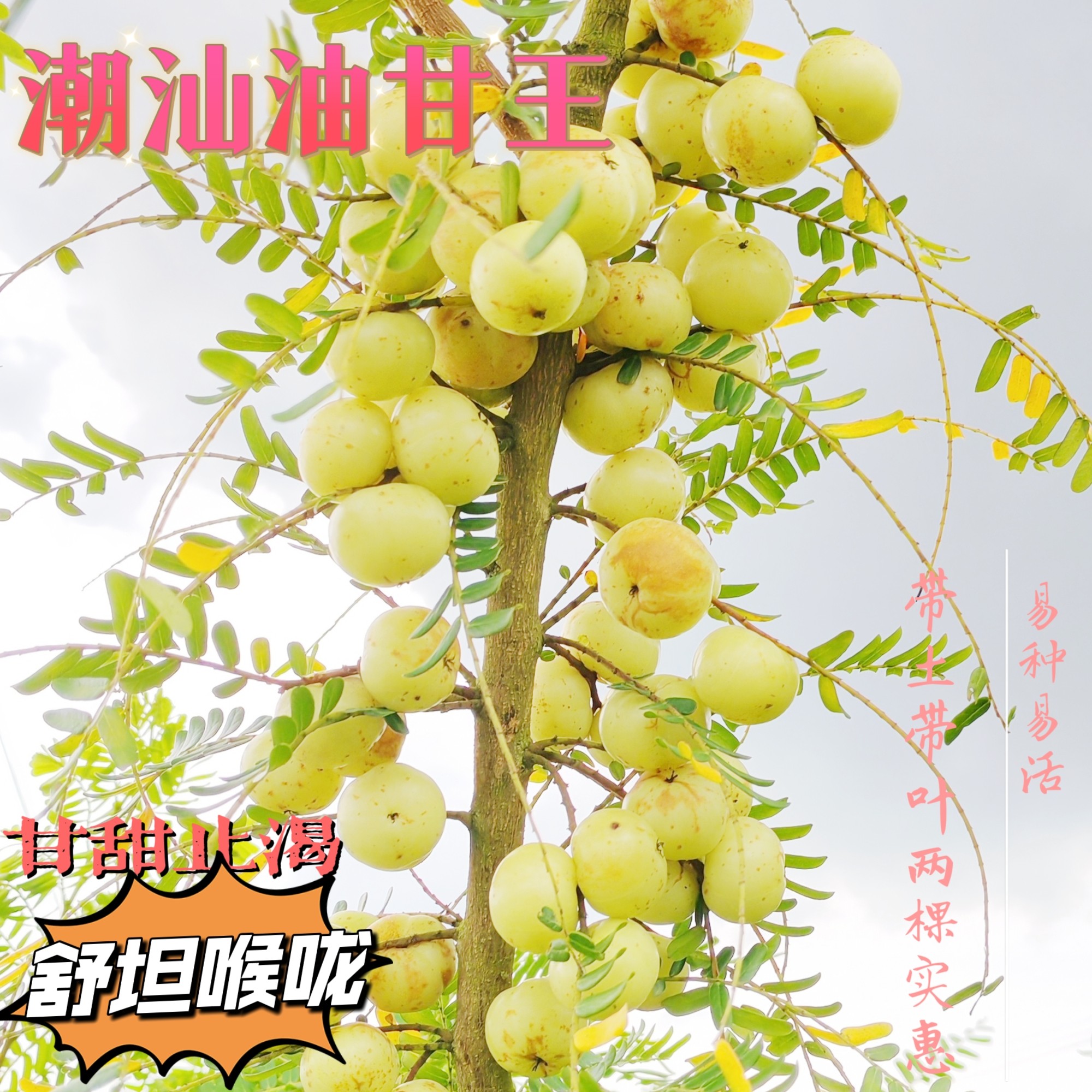 潮汕嫁接油甘果树崩坎柿饼余甘狮头甜果苗余甘子牛甘果树苗盆栽树