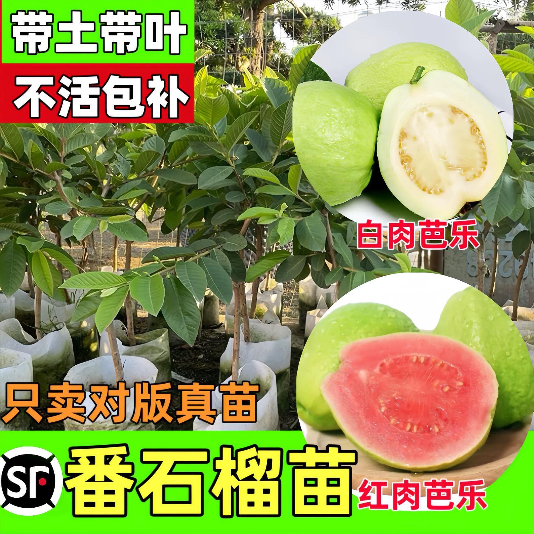 番石榴树苗台湾珍珠白肉红心芭乐树苗嫁接带土果树苗四季结果