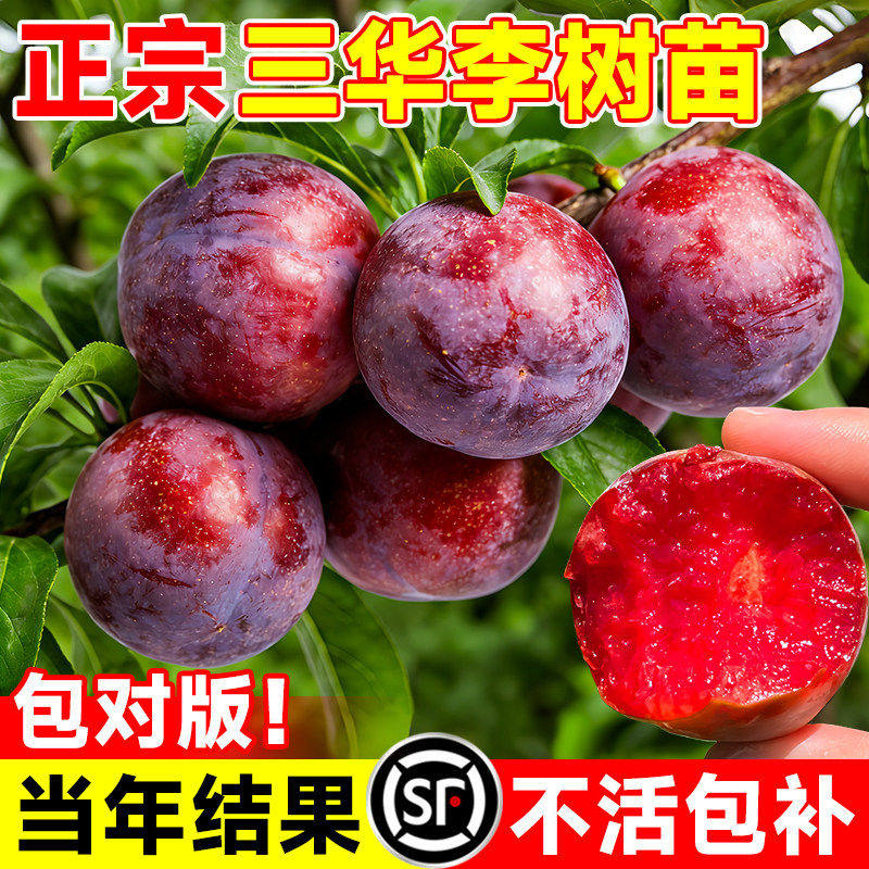 三华李子树苗红心新品种特大嫁接蜂糖李北南方种植水果树果苗大全
