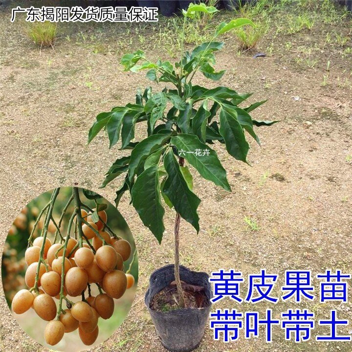 黄皮苗 果树苗黄皮盆栽 地栽嫁接果树苗 鸡心黄皮树苗 黑皮黄皮苗