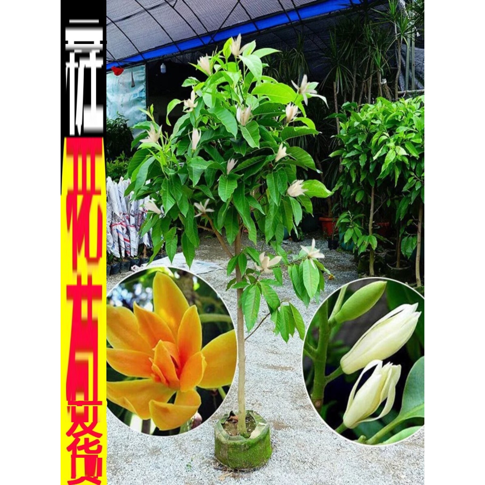 四季玉兰花树苗黄角兰带花苞阳台庭院白兰花盆栽开花老桩植物花卉