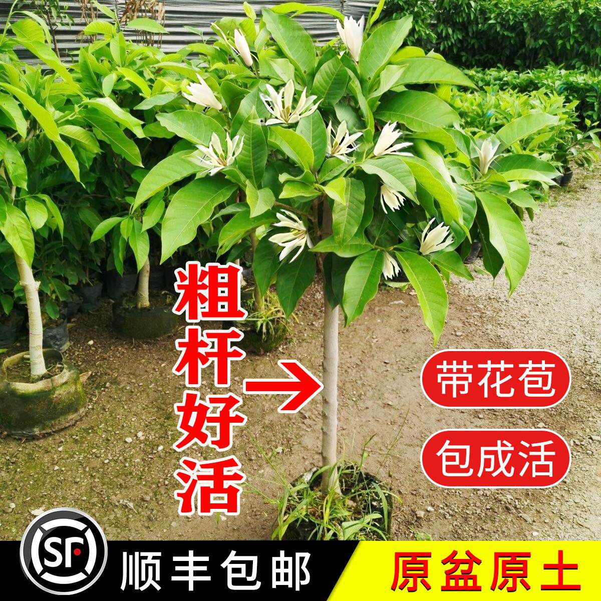 白玉兰树苗黄角兰盆栽四季品种大老桩黄果兰苗带花苞阳台庭院植物