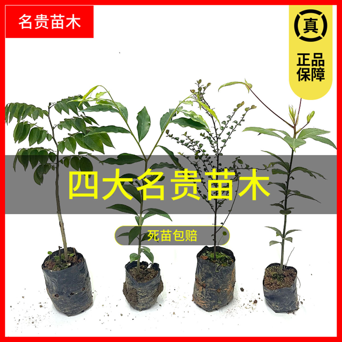 名贵苗木金丝楠木树苗正宗奇楠沉香树苗小叶紫檀海南黄花梨庭院苗