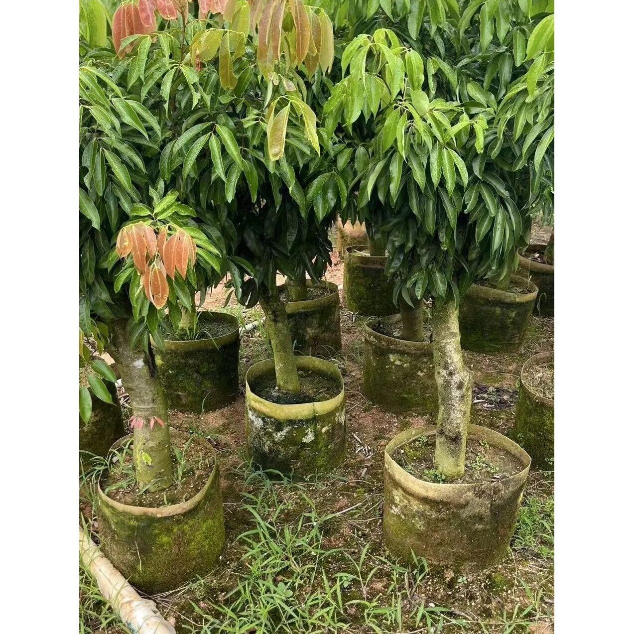 高压圈荔枝苗树桩矮化嫁接荔枝果树苗盆栽地栽南北方种植当年结果
