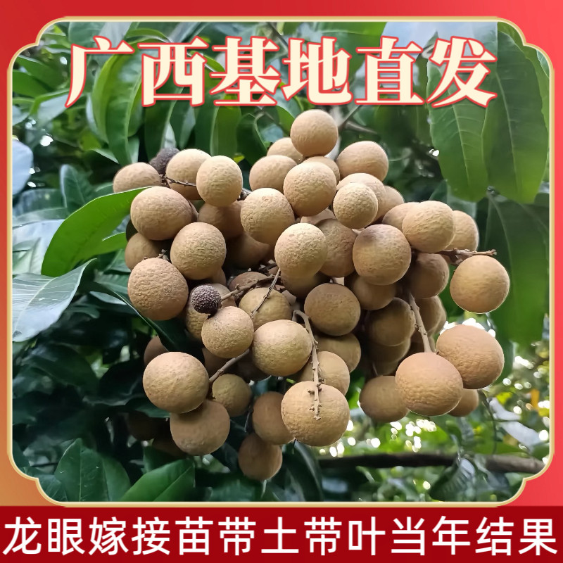 四季龙眼苗树当年结果石硖龙眼储良龙眼树苗嫁接南方四季种植果树