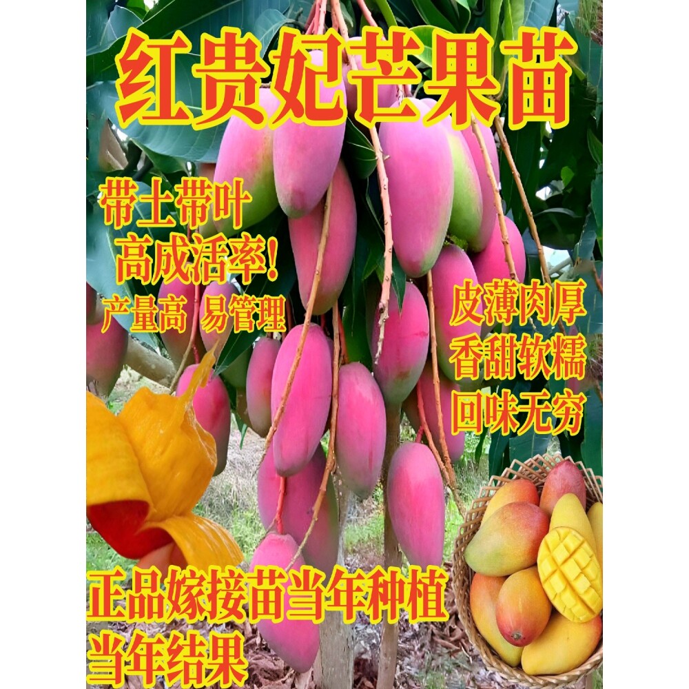芒果苗树嫁接苗红贵妃芒果树金煌台农桂七特大四季芒果苗地栽盆栽