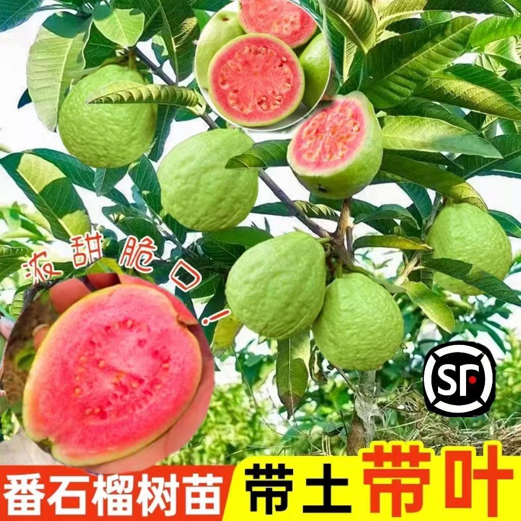 软甜番石榴果树苗嫁接珍珠白心帝王番石榴红宝石无籽红心芭乐树苗