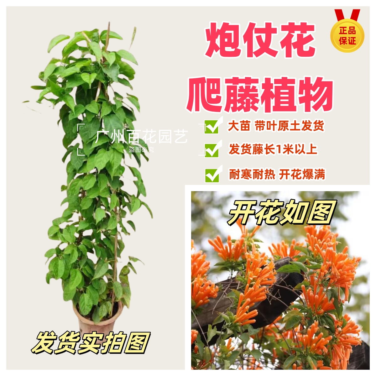 炮仗花苗攀爬植物庭院盆栽绿植花卉爬藤苗常绿开花热烈冬春时节花,鲜花速递/花卉仿真/绿植园艺,果树,淘宝优惠券,粉丝福利购,淘宝优惠卷