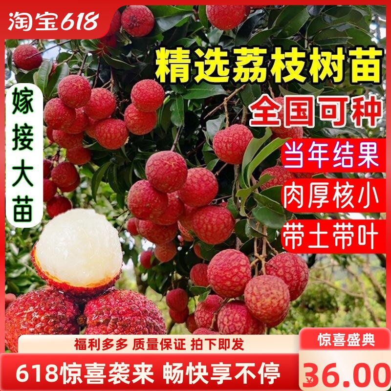 荔枝大苗正宗嫁接高产树苗无核荔枝王仙进奉冰荔南北可种当年结果
